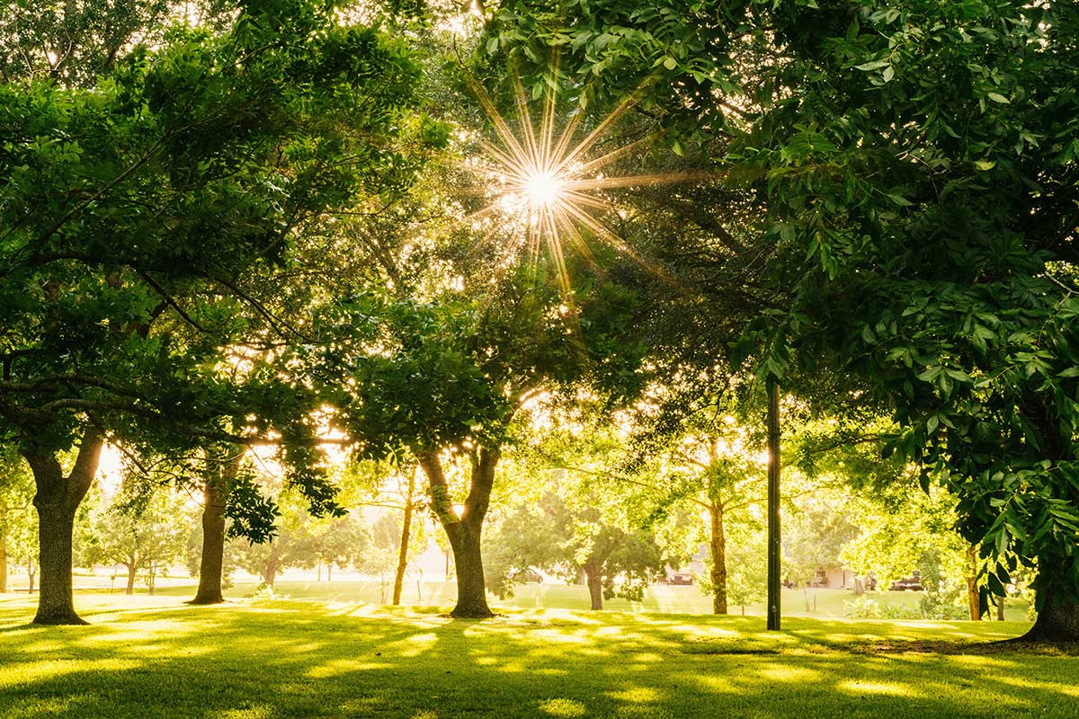 sunlight shining through trees in a park